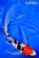 7.25" SANKE BUTTERFLY