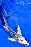 4.75" BENI KIKOKURYU BUTTERFLY