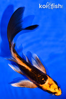 5.25" BENI KIKOKURYU BUTTERFLY