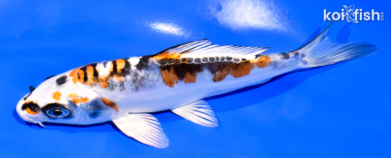 5.25" BENI KIKOKURYU