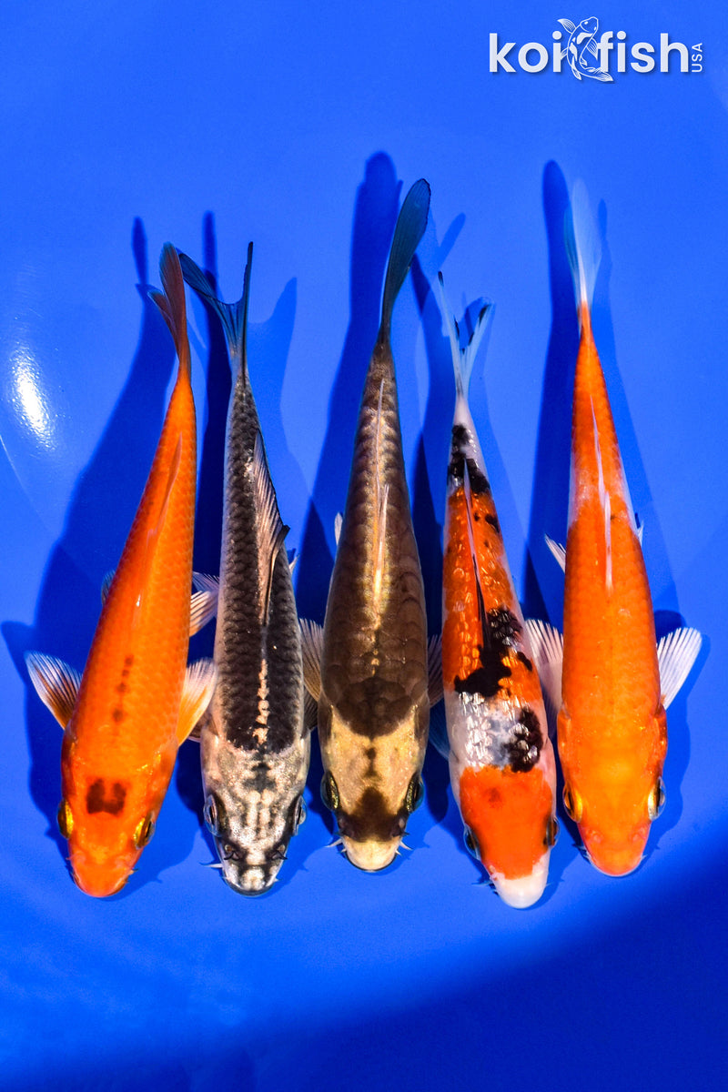 PACK OF (5) 4-5" STANDARD KOI