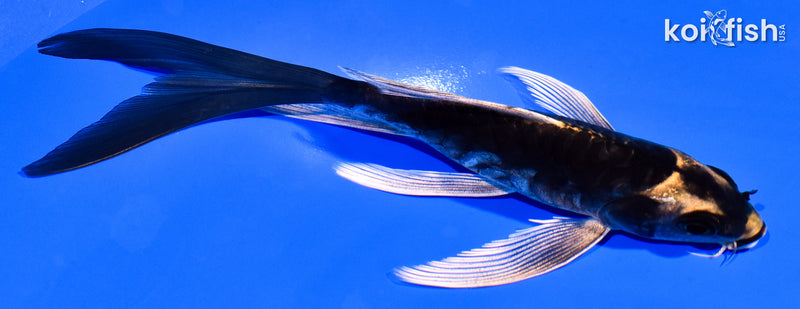 5.25" KABUTO BUTTERFLY