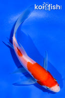 5" KOHAKU BUTTERFLY