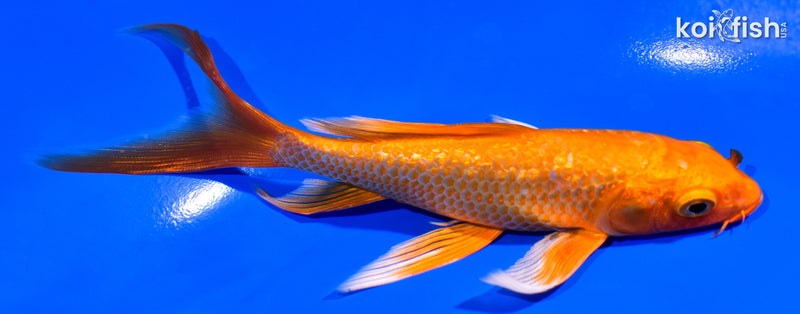 5.75" GINRIN ORENJI OGON BUTTERFLY