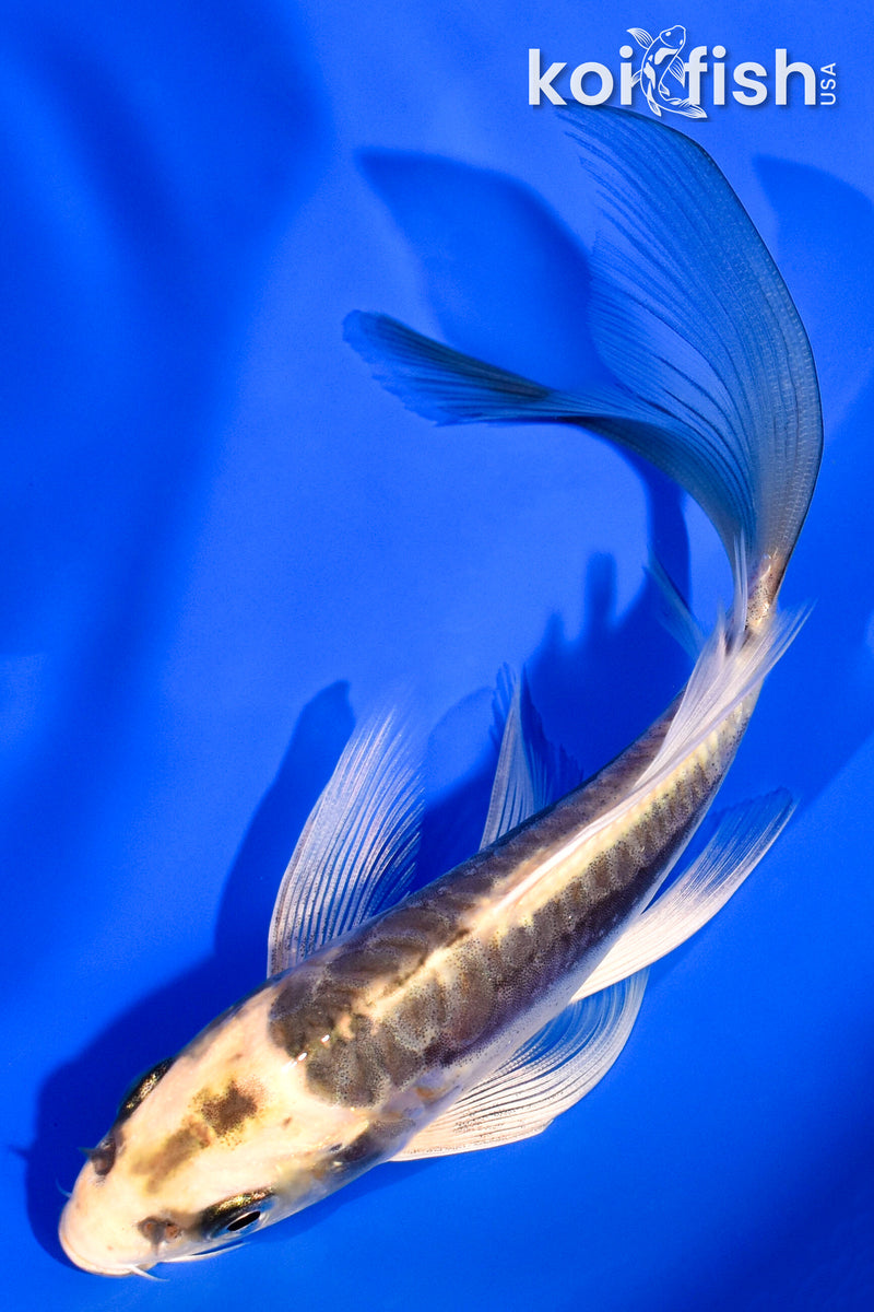 5.75" KABUTO BUTTERFLY