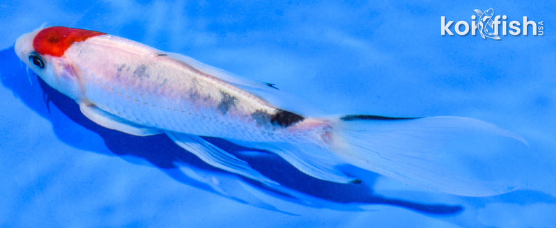 5.5" SANKE BUTTERFLY