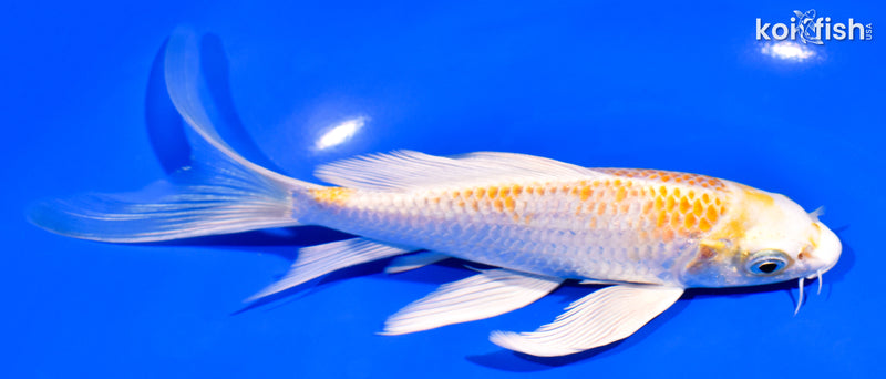 6.75" LEMON HARIWAKE BUTTERFLY
