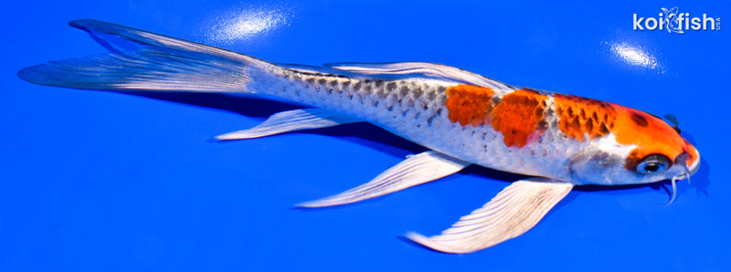 7.25" PLATINUM OGON BUTTERFLY