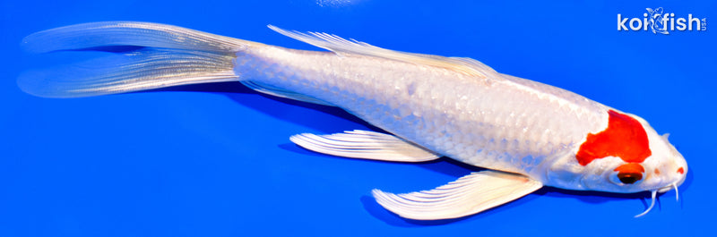 7.25" HARIWAKE BUTTERFLY