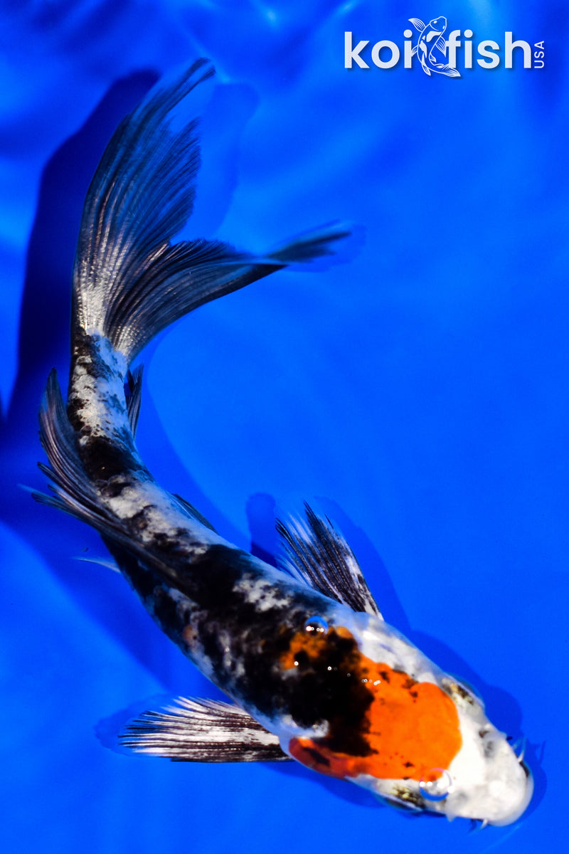 4" YAMATO NISHIKI BUTTERFLY