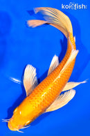 8.5" YAMABUKI OGON BUTTERFLY