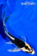 4.25" KABUTO BUTTERFLY