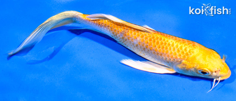 5.5" YAMABUKI OGON BUTTERFLY