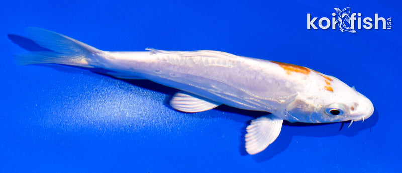 5" KIKUSUI