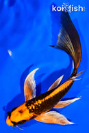 5.75" ARAGOKE ORENJI MATSUBA BUTTERFLY