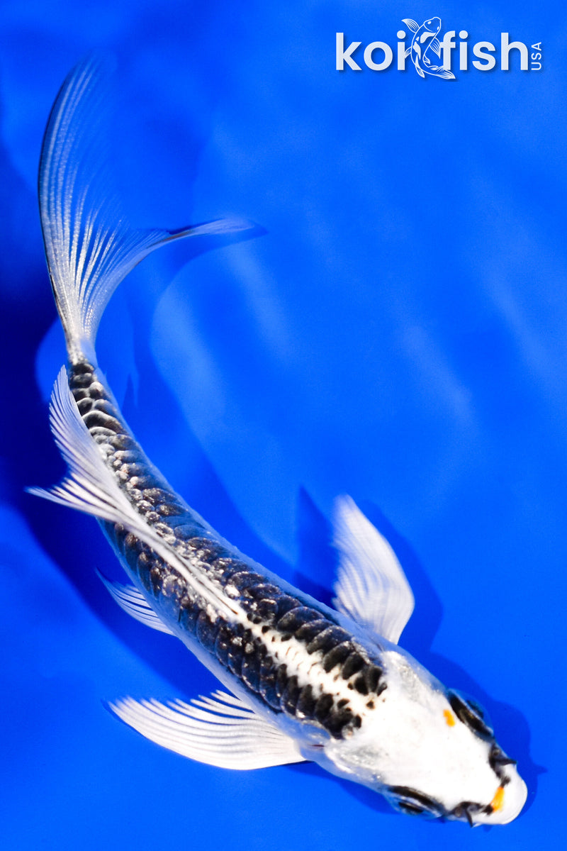 4" BENI KIKOKURYU BUTTERFLY