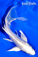 5.5" DOITSU PLATINUM OGON BUTTERFLY