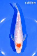 6.75" GINRIN TANCHO KOHAKU