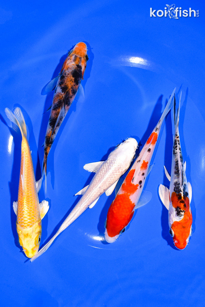 PACK OF (5) 4-5" STANDARD KOI