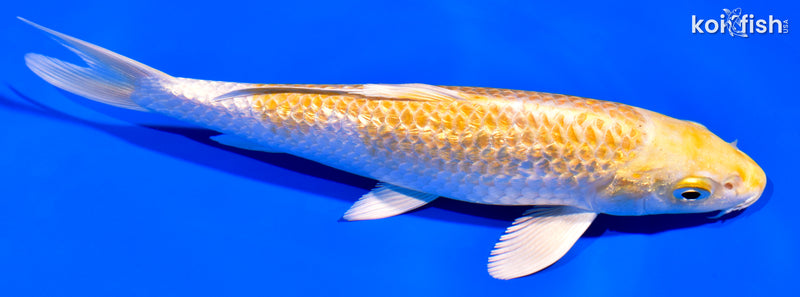 6.75" GINRIN HARIWAKE