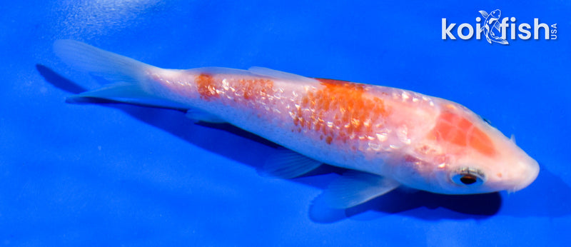 4.5" GINRIN KOHAKU