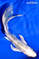 6.75" GIN MATSUBA BUTTERFLY