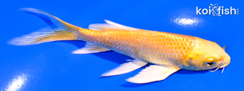 5" YAMABUKI OGON BUTTERFLY