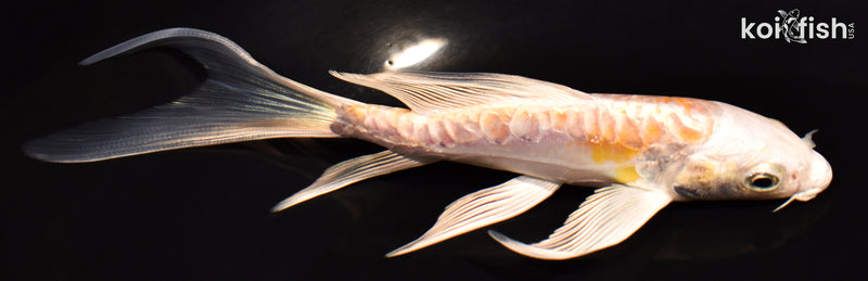 5.25" DOITSU HARIWAKE BUTTERFLY