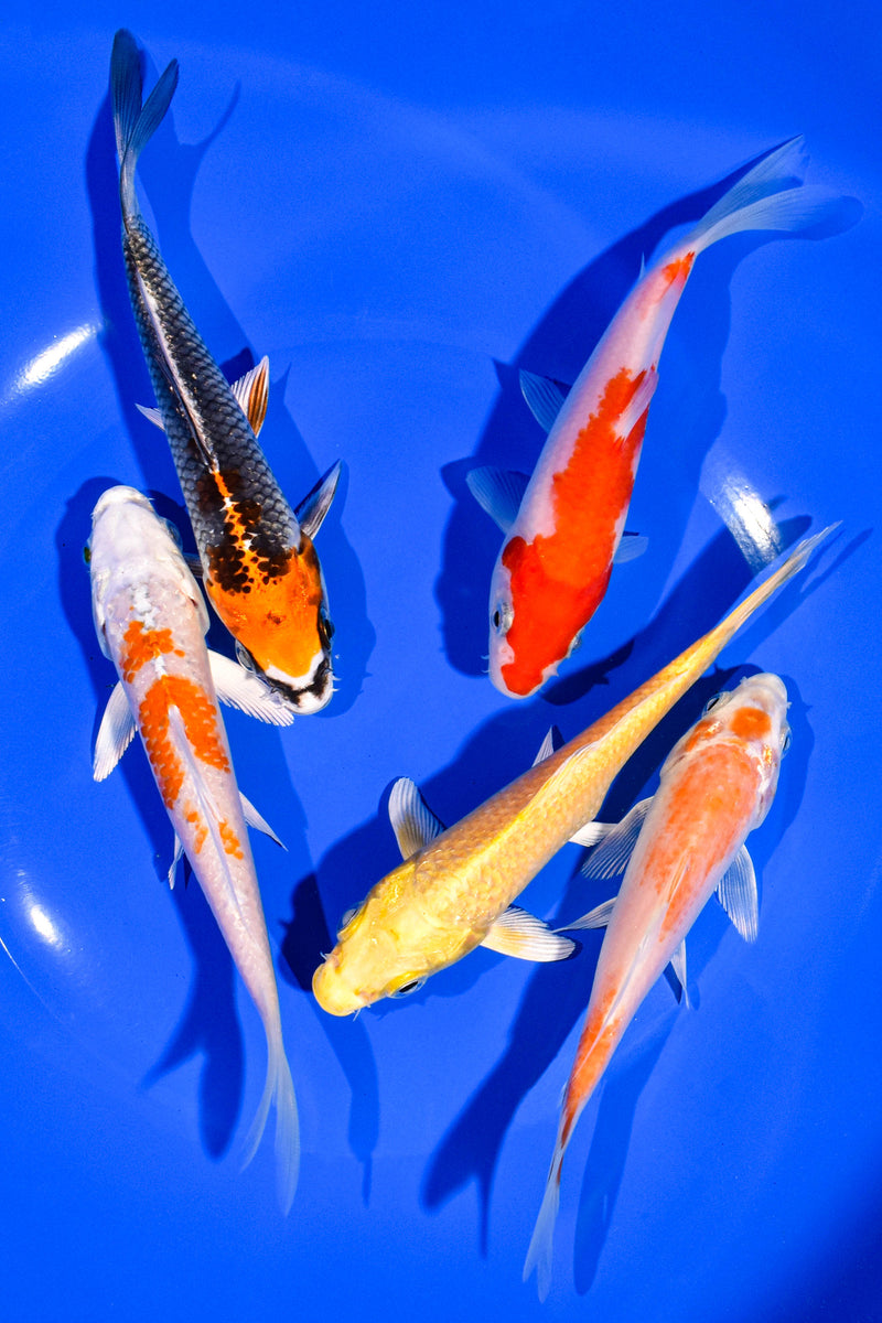 PACK OF (5) 5-6" STANDARD KOI