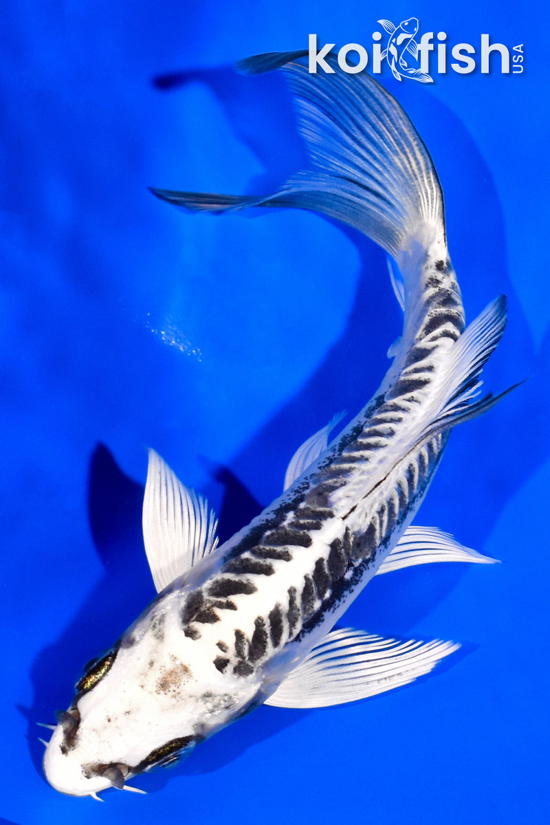 5.5" KIKOKURYU BUTTERFLY
