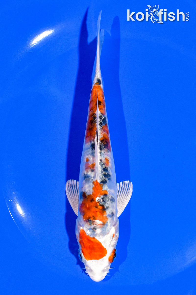 6.25" HEISEI NISHIKI