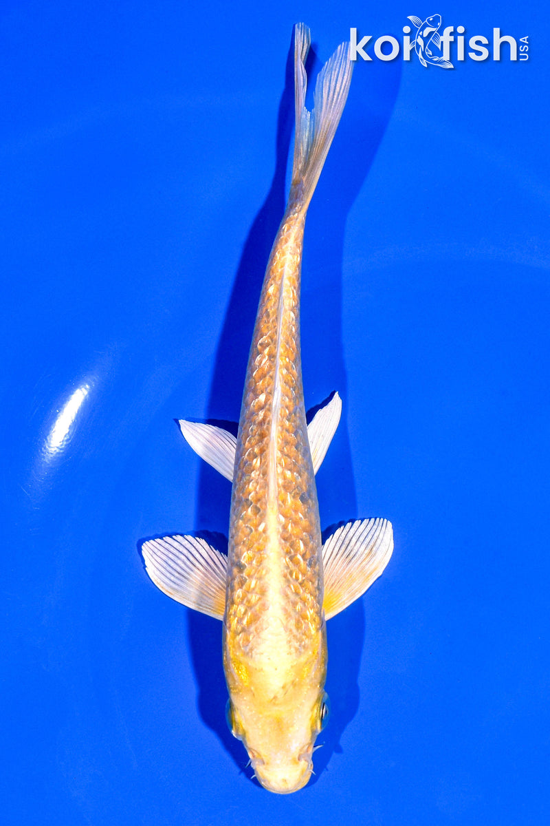 6.25" GINRIN YAMABUKI OGON