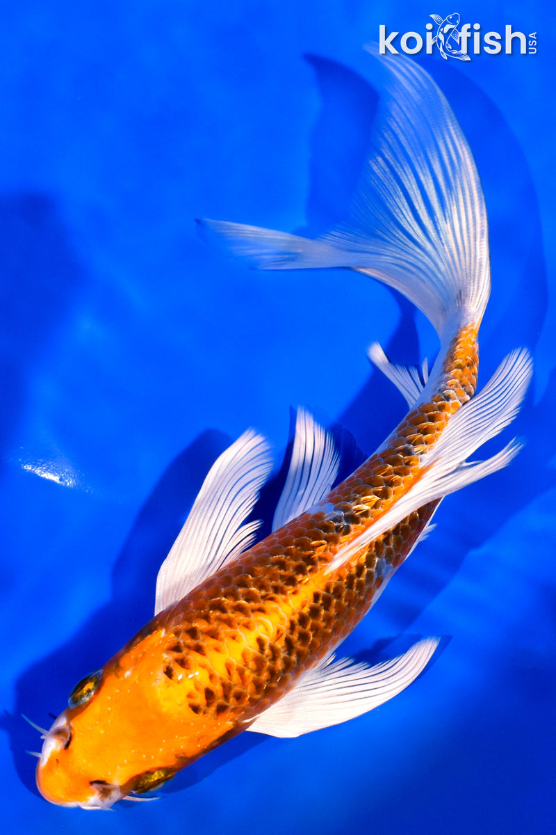 7.25" GINRIN KUJAKU BUTTERFLY