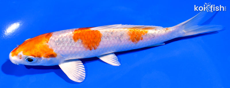 6" YAMATO NISHIKI