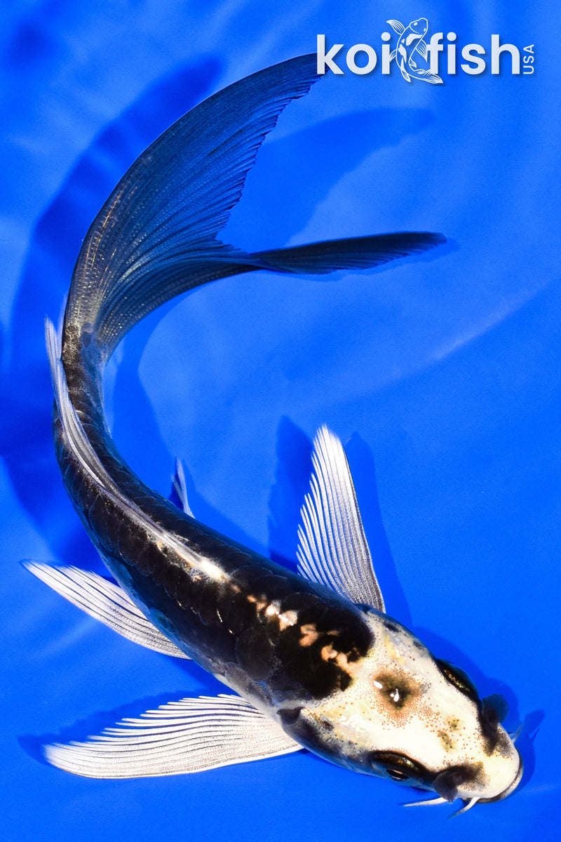 5.5" KIN KIKOKURYU BUTTERFLY