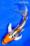 6.5" DOITSU KUJAKU BUTTERFLY