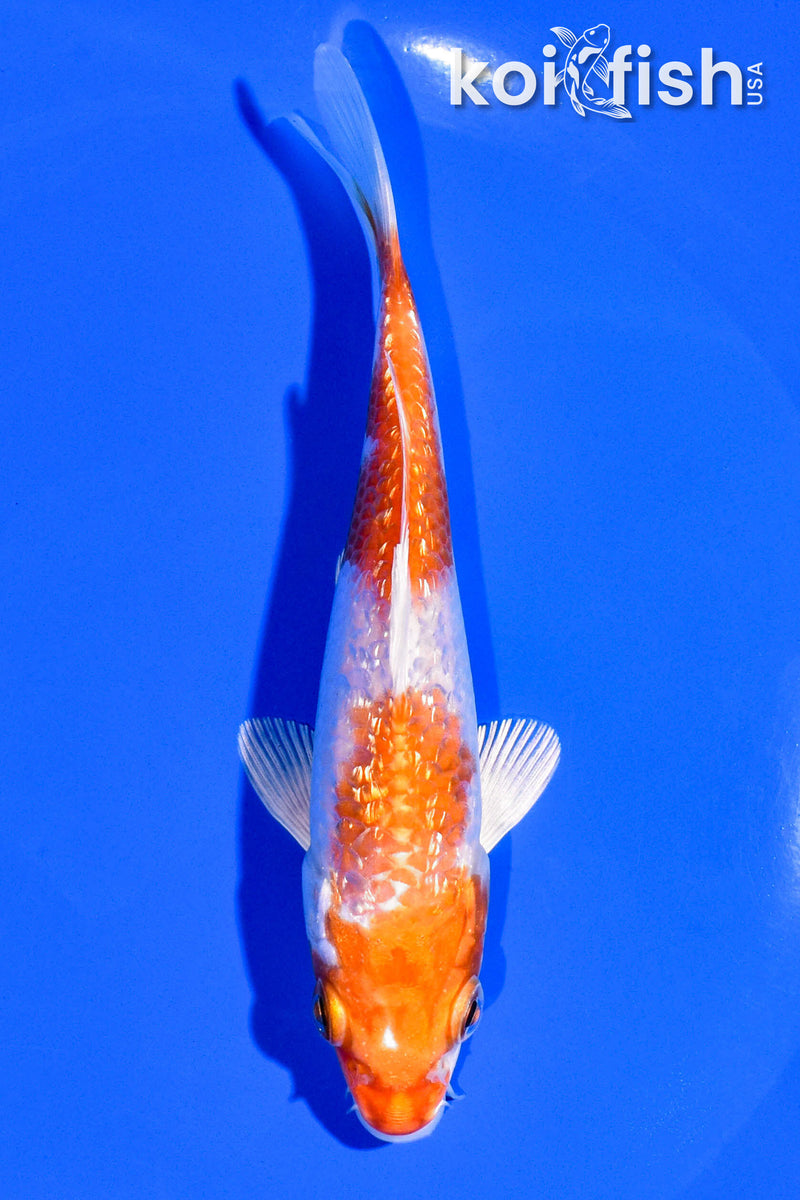 5" GINRIN HARIWAKE