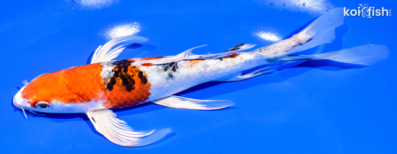 8.5" YAMATO NISHIKI BUTTERFLY