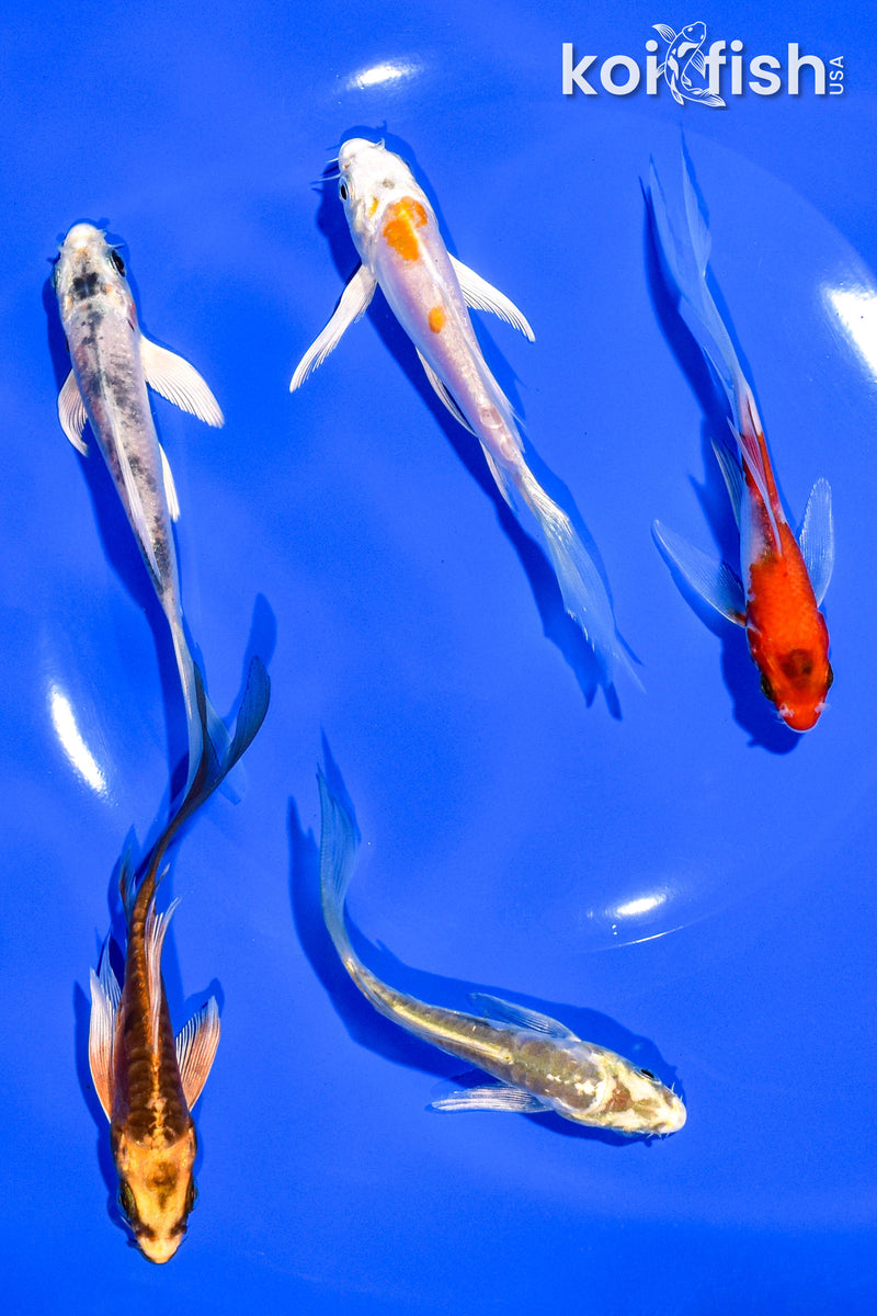 PACK OF (5) 4-5" BUTTERFLY KOI