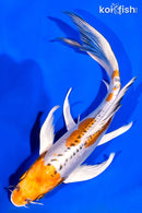 8.25" DOITSU KUJAKU BUTTERFLY