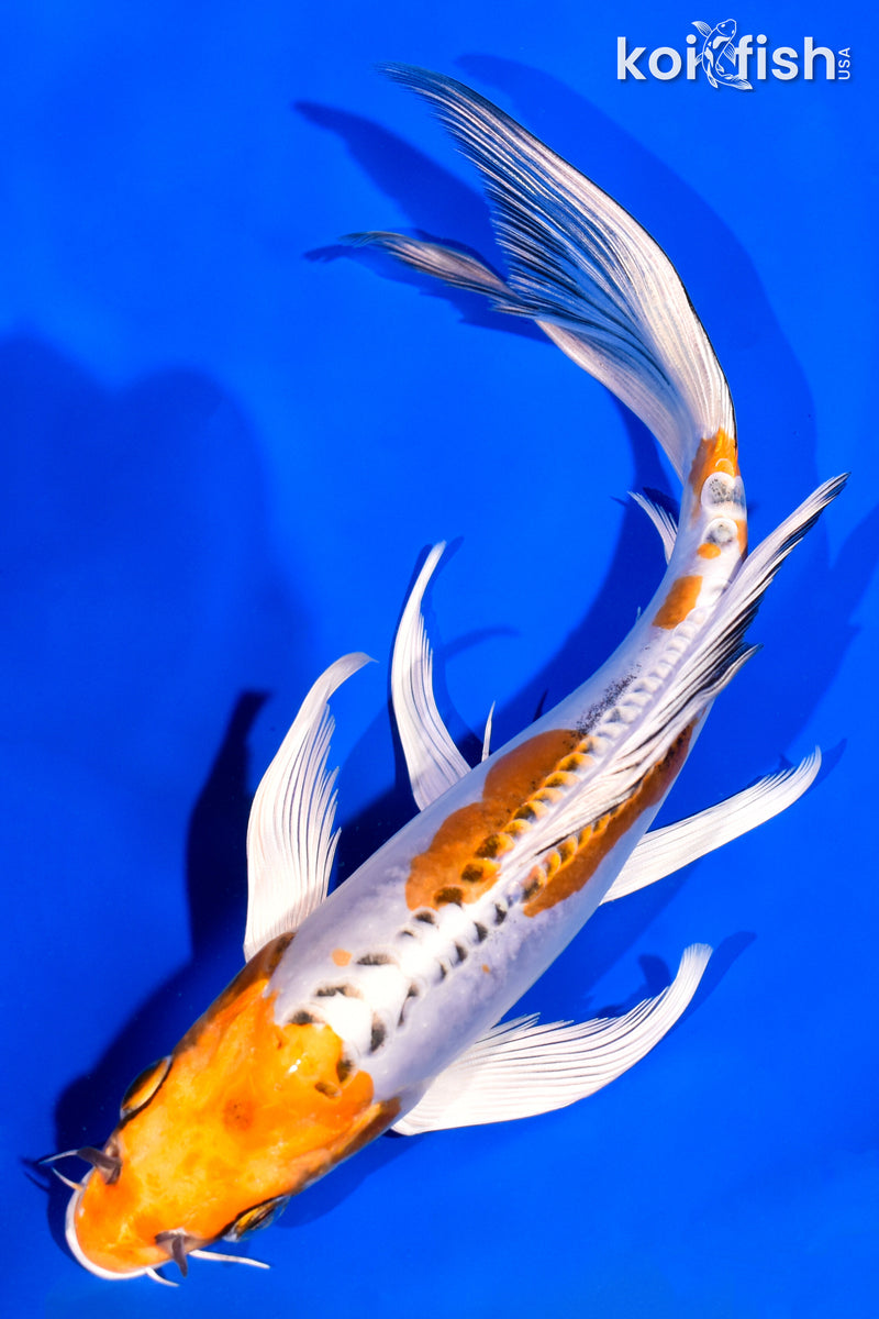 8.25" DOITSU KUJAKU BUTTERFLY