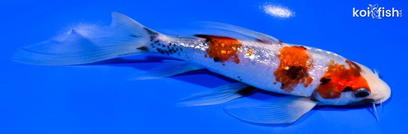 7.25" GINRIN SHOWA BUTTERFLY