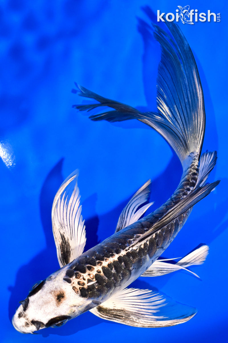 7.75" ARAGOKE KIKOKURYU BUTTERFLY