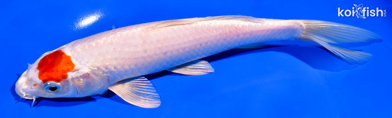 8" TANCHO HARIWAKE