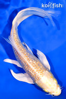 7.5" GINRIN LEMON HARIWAKE BUTTERFLY