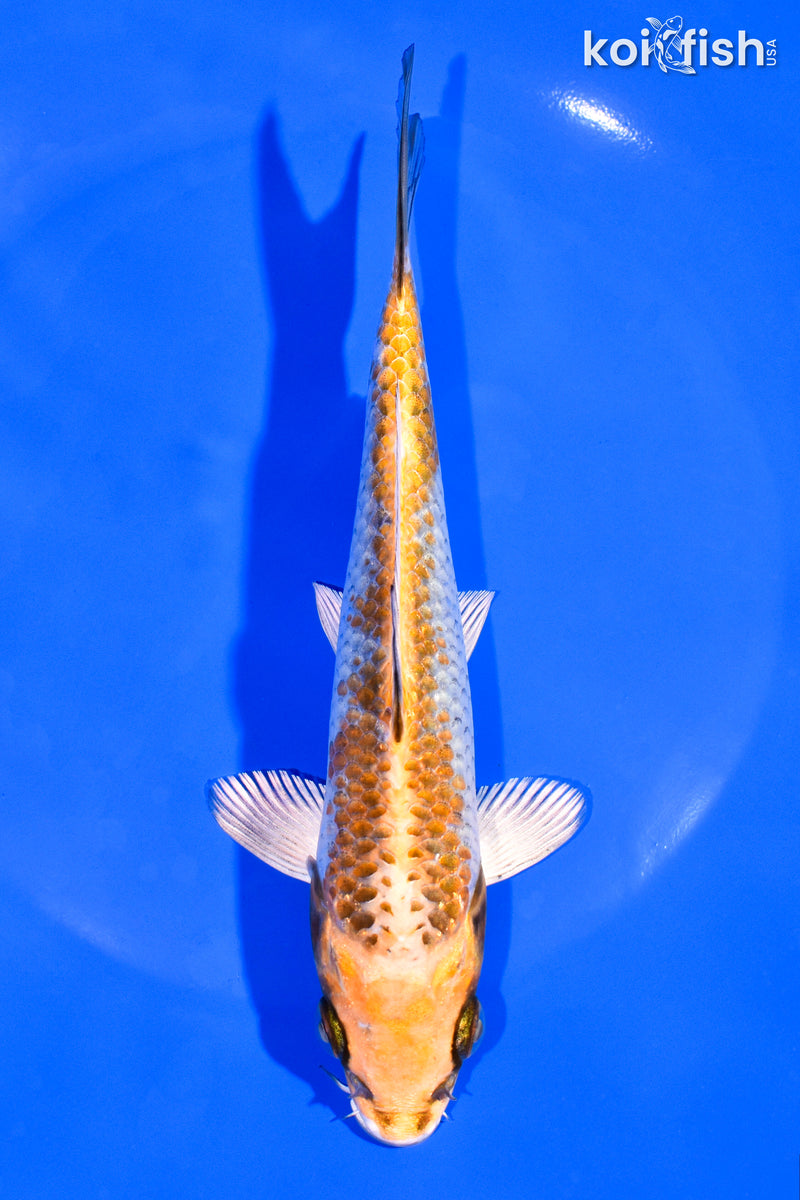 Black Koi Fish for Sale | Koi Fish USA – Page 19