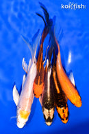 PACK OF (5) 5-6" BUTTERFLY KOI