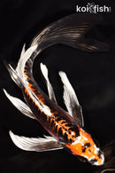 8" BENI KIKOKURYU BUTTERFLY