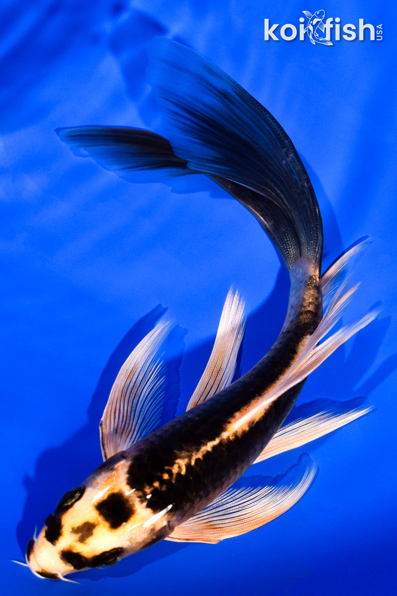6.25" ORENJI MATSUBA BUTTERFLY