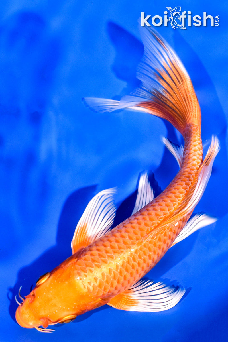 7" ORENJI OGON BUTTERFLY
